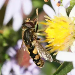 Dusky Bog Fly thumbnail 4