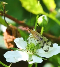 Panorpa debilis thumbnail 1