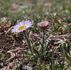 Porsild's fleabane thumbnail 4