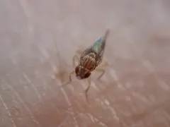 Drosophila busckii thumbnail 2