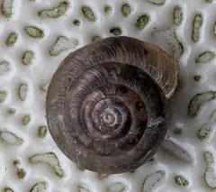 Strawberry Snail thumbnail 4