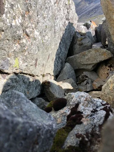 Blytt's Rock Moss