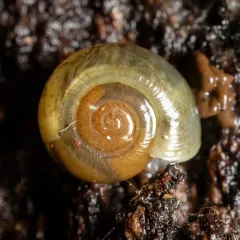Beaded Lancetooth Snail thumbnail 3