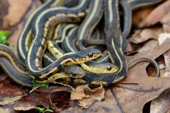 Common Garter Snake thumbnail 2