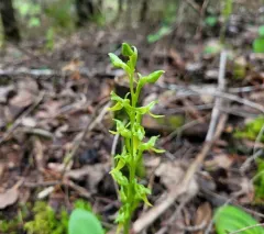 Hooker's Orchid thumbnail 3