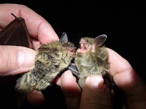 Northern Myotis
