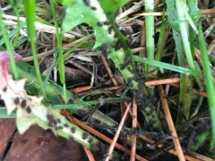 Bronze-brown Dandelion Aphid thumbnail 2