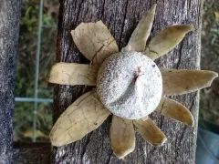 Astraeus morganii thumbnail 2