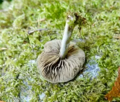 Simocybe serrulata thumbnail 2