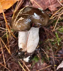 Hygrophorus fuligineus thumbnail 4