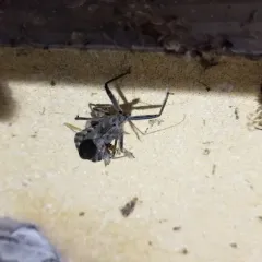 North American Wheel Bug thumbnail 4