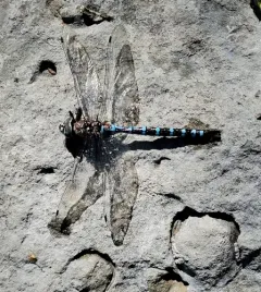 Walker's Darner thumbnail 4