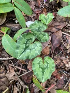 Persian Cyclamen thumbnail 2