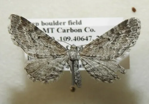Eupithecia zygadeniata