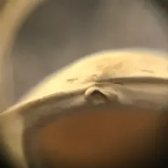 Striated Fingernailclam thumbnail 2