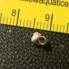 Utah roundmouth snail thumbnail 2