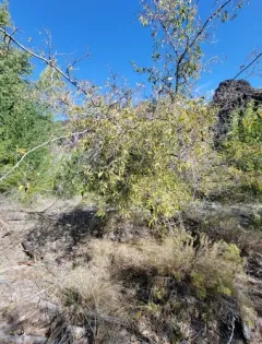 netleaf hackberry thumbnail 4