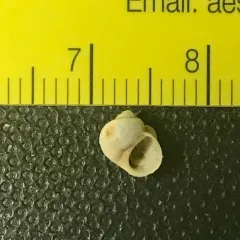 Green River Pebblesnail thumbnail 3
