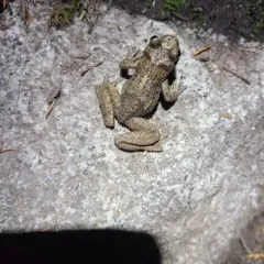 Coastal Tailed Frog thumbnail 4