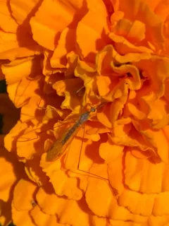 Geranomyia communis thumbnail 2