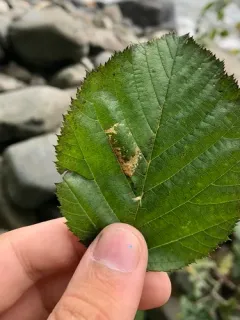 Phyllonorycter alaskana thumbnail 1