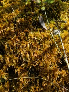 Sphagnum subfulvum thumbnail 2