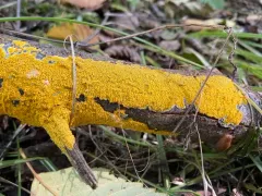 Phlebiodontia acanthocystis thumbnail 2