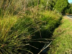 Mendocino sedge thumbnail 4