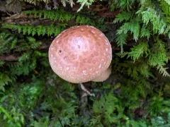 Pholiota stratosa thumbnail 2