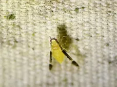 Blackmargined Pecan Aphid thumbnail 4