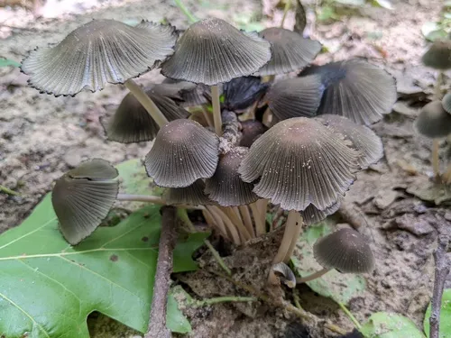 Coprinellus silvaticus