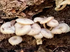 Clitocybula oculus thumbnail 2
