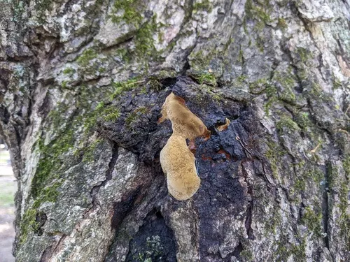 Fomitiporia calkinsii
