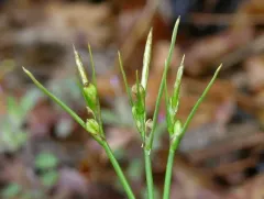 stick sedge thumbnail 4