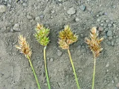 furrowed broomsedge thumbnail 1