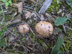 Hebeloma caulocystidiosum thumbnail 2