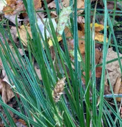 Tuckerman's sedge thumbnail 3