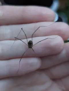 Leiobunum blackwalli thumbnail 2