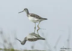 Common Greenshank thumbnail 1