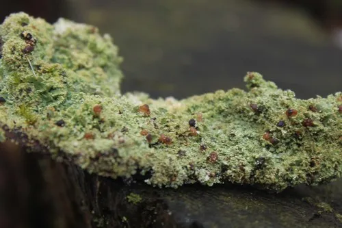 Lichenoconium pyxidatae