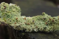 Lichenoconium pyxidatae thumbnail 1
