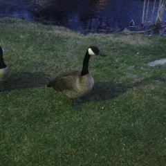 Canada Goose thumbnail 4