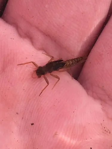 Paraleptophlebia bicornuta
