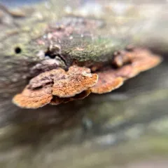 Ochre Spreading Tooth thumbnail 3