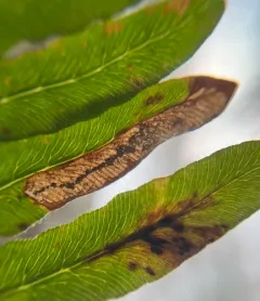 Chirosia flavipennis thumbnail 2