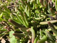 pink trailing iceplant thumbnail 1