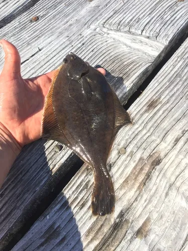 Yellowfin Sole