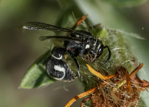 Maricopodynerus rudiceps