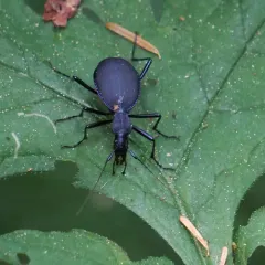 Velvet Snail-eating Beetle thumbnail 3
