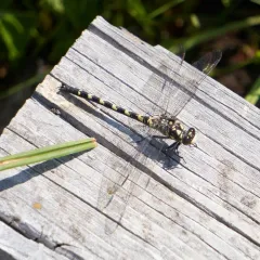 Black Petaltail thumbnail 2